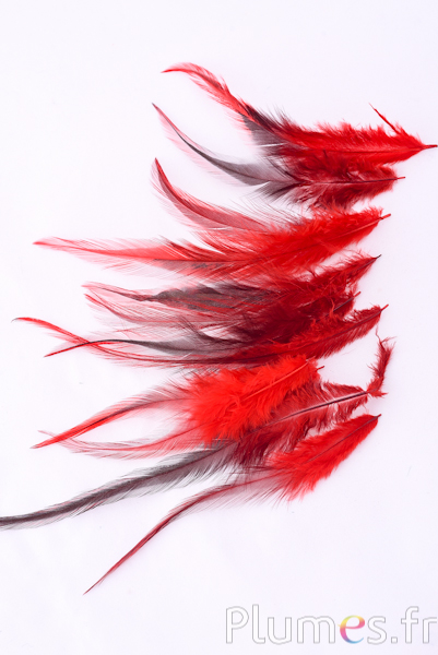 Coq flammé - 10-15 cm - rouge